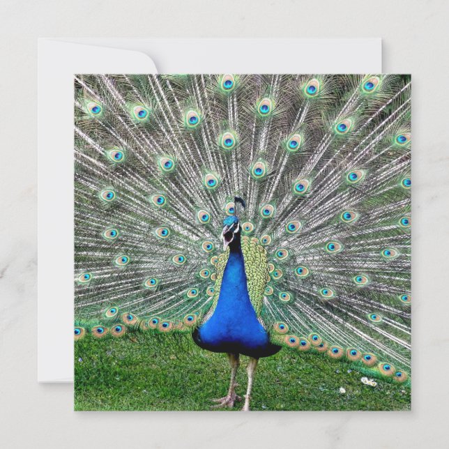 Påfågeln putsar inbjudan (Framsida)