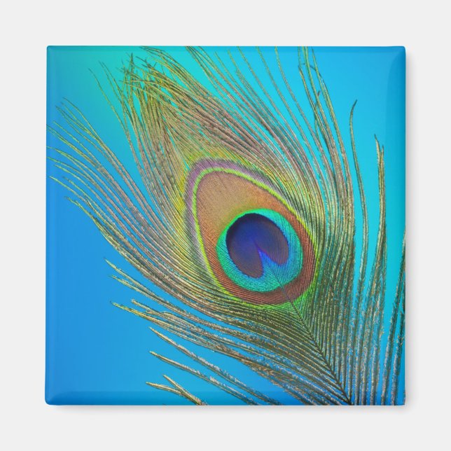 Påfågels stjärtfjäder magnet (Framsidan)