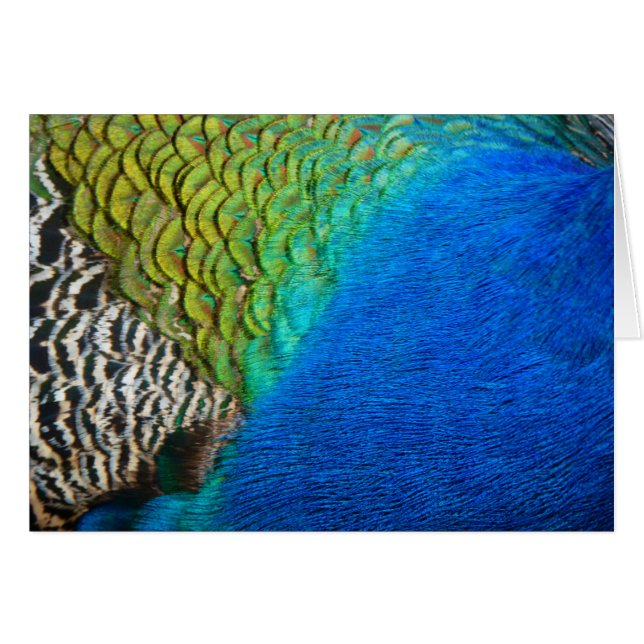 Påfågelsfjädrar IV Färgrik Abstrakt Natur OBS Kort (Framsidan Horizontal)
