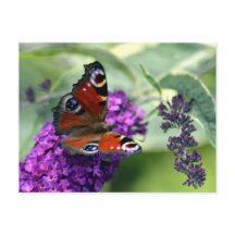 Påfågelsslända (Inachis io)