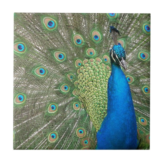 Påfågelstötta Kakelplatta (Framsidan)