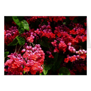 Pagodblommor Färgglada Röda och Rosa Hälsningskort