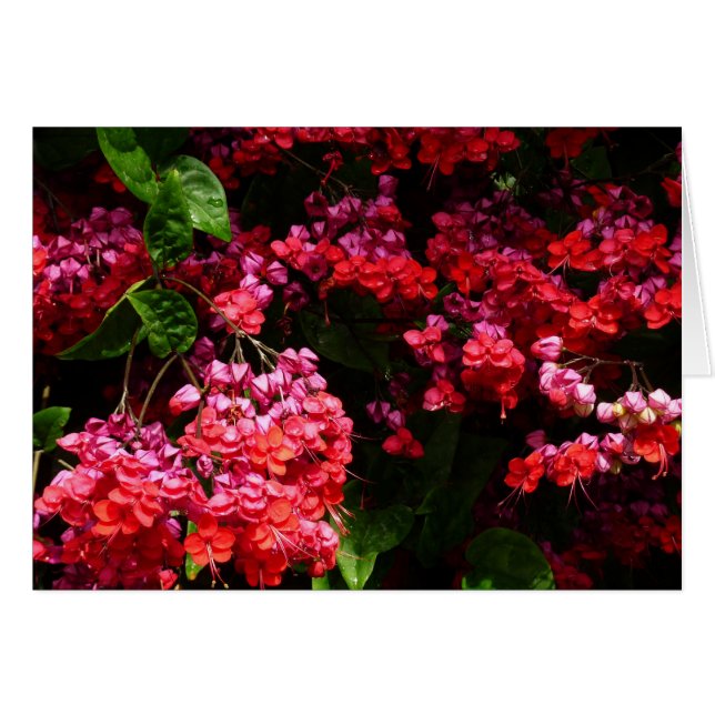 Pagodblommor Färgglada Röda och Rosa Hälsningskort (Framsidan Horizontal)