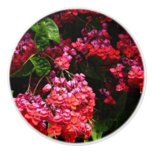 Pagodblommor Färgrika Röda och Rosa Knopp