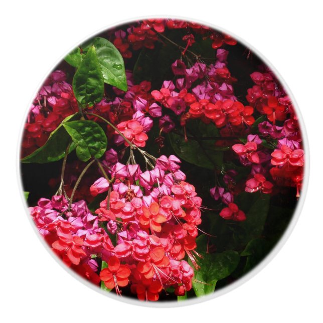 Pagodblommor Färgrika Röda och Rosa Knopp (Framsidan)