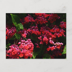 Pagodblommor Färgrika Röda och Rosa Vykort