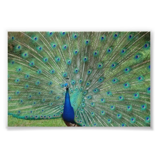 Paignton Peacock Fototryck (Framsidan)