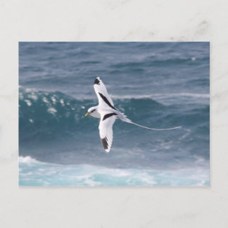 Paille-en-queue Vykort