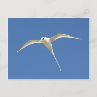 Paille-en-queue Vykort