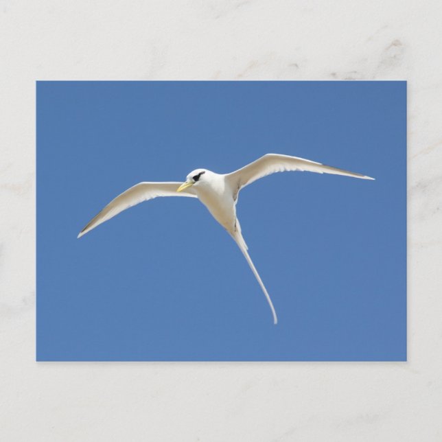 Paille-en-queue Vykort (Framsida)