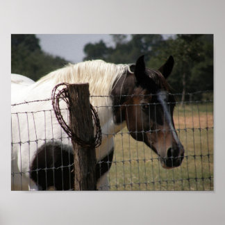 Paint Horse and Fence Poster