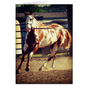Paint Horse Hälsningskort