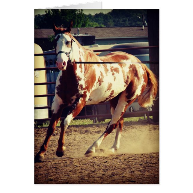Paint Horse Hälsningskort (Framsidan)