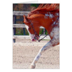 Paint Horse Hälsningskort
