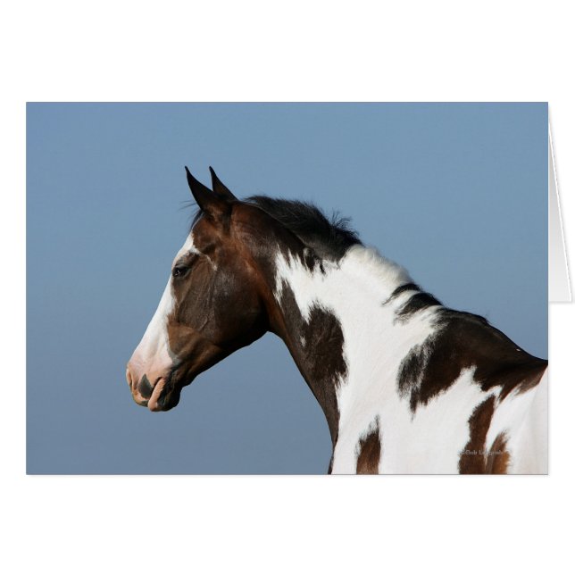 Paint Horse Headshot 1 Hälsningskort (Framsidan Horizontal)