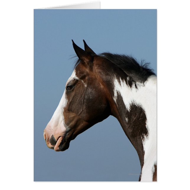 Paint Horse Headshot 1 Hälsningskort (Framsidan)
