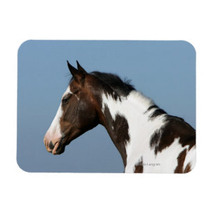 Paint Horse Headshot 1 Magnet