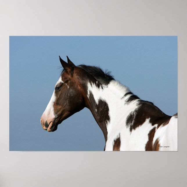 Paint Horse Headshot 1 Poster (Framsidan)