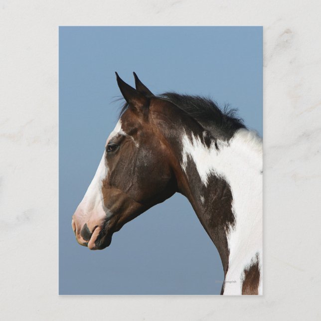 Paint Horse Headshot 1 Vykort (Framsida)