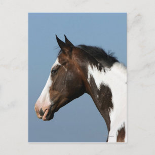 Paint Horse Headshot 1 Vykort