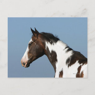 Paint Horse Headshot 1 Vykort