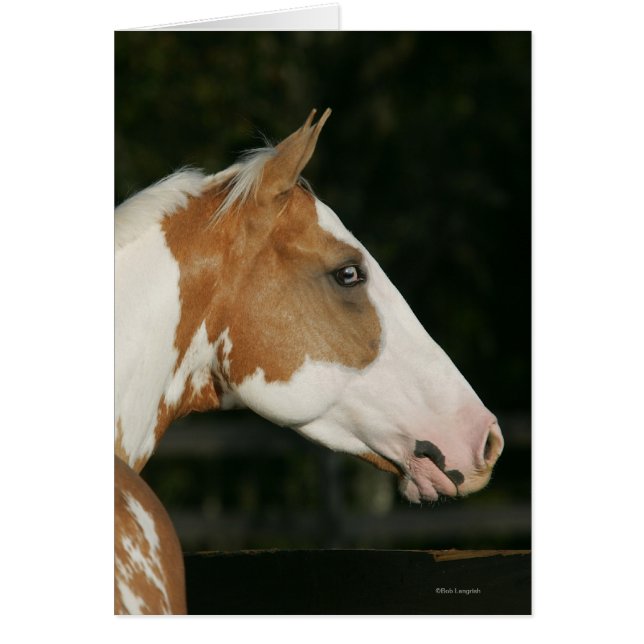 Paint Horse Headshot 2 Hälsningskort (Framsidan)