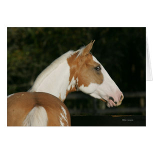 Paint Horse Headshot 2 Hälsningskort