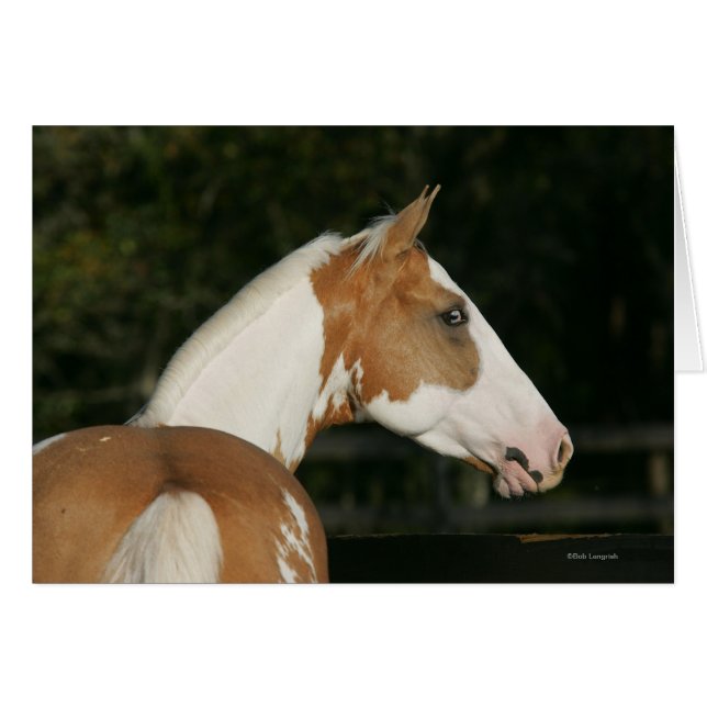 Paint Horse Headshot 2 Hälsningskort (Framsidan Horizontal)