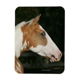 Paint Horse Headshot 2 Magnet