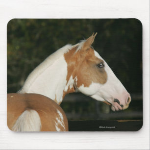 Paint Horse Headshot 2 Musmatta