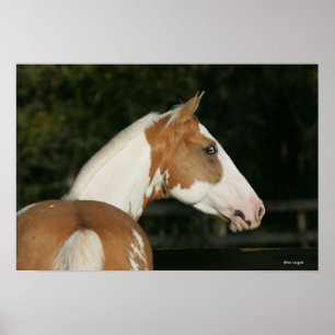 Paint Horse Headshot 2 Poster