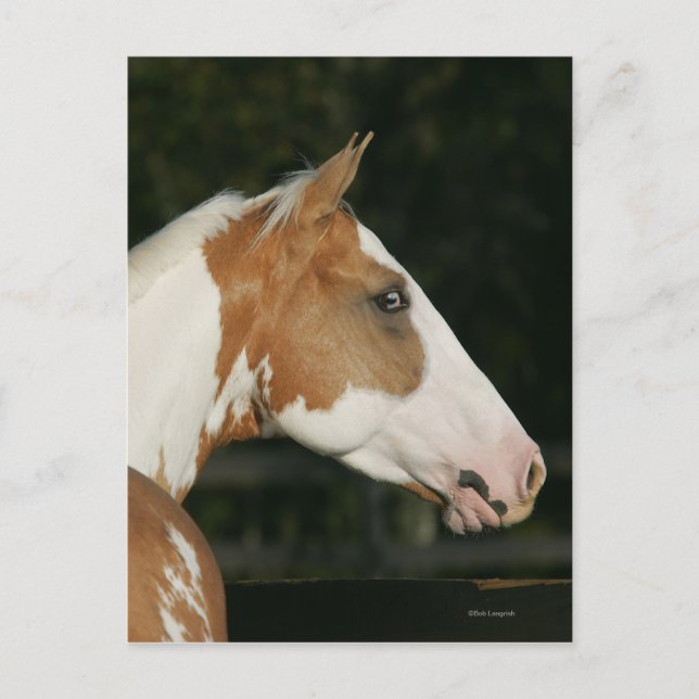 Paint Horse Headshot 2 Vykort (Framsida)