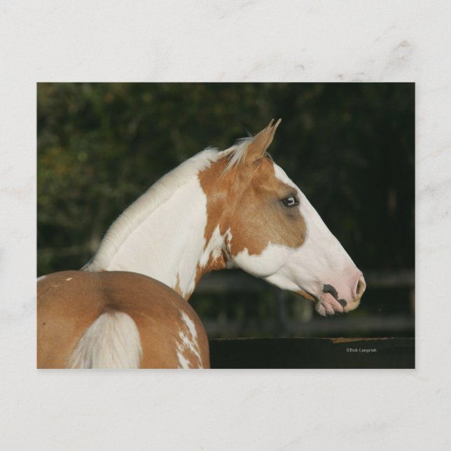 Paint Horse Headshot 2 Vykort (Framsida)