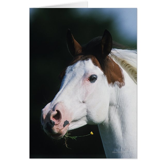 Paint Horse Headshot 3 Hälsningskort (Framsidan)