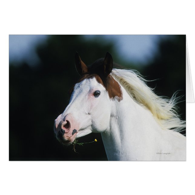 Paint Horse Headshot 3 Hälsningskort (Framsidan Horizontal)