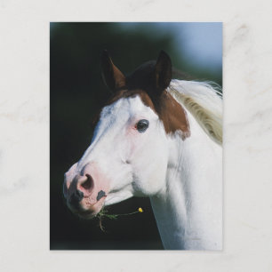 Paint Horse Headshot 3 Vykort