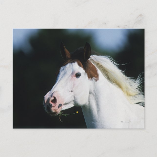 Paint Horse Headshot 3 Vykort (Framsida)