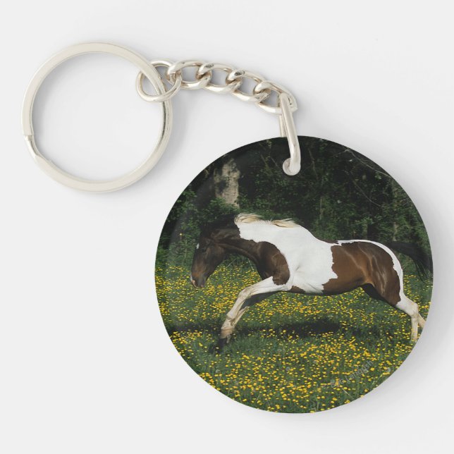 Paint Horse i Fält (Framsidan)
