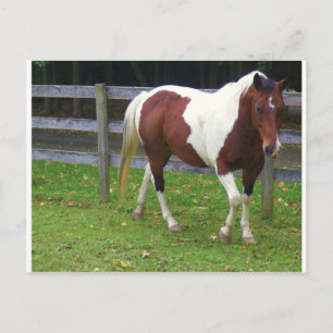 Paint Horse i Pasture Vykort