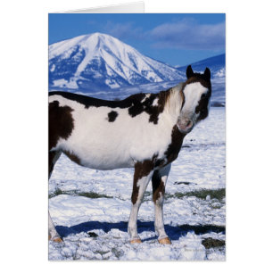 Paint Horse i Snö Hälsningskort