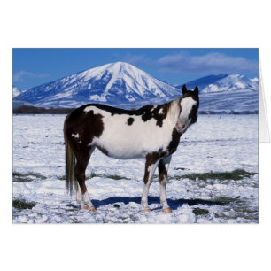 Paint Horse i Snö Hälsningskort