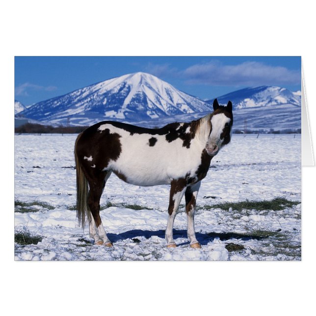 Paint Horse i Snö Hälsningskort (Framsidan Horizontal)