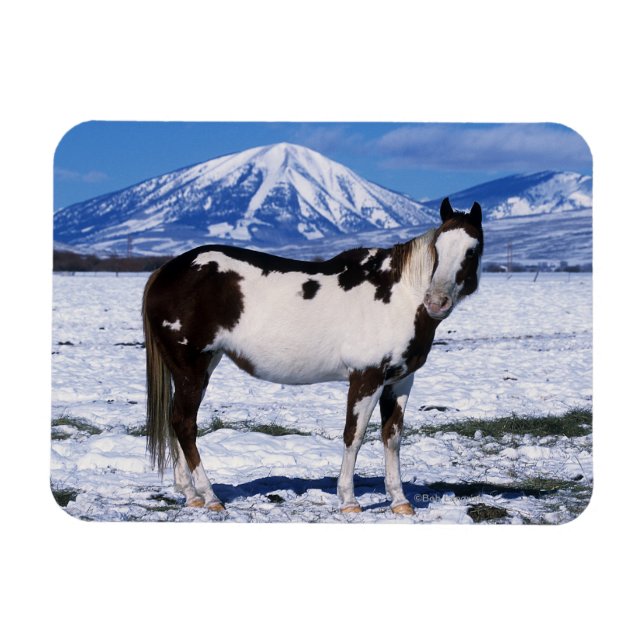 Paint Horse i Snö Magnet (Horisontell)