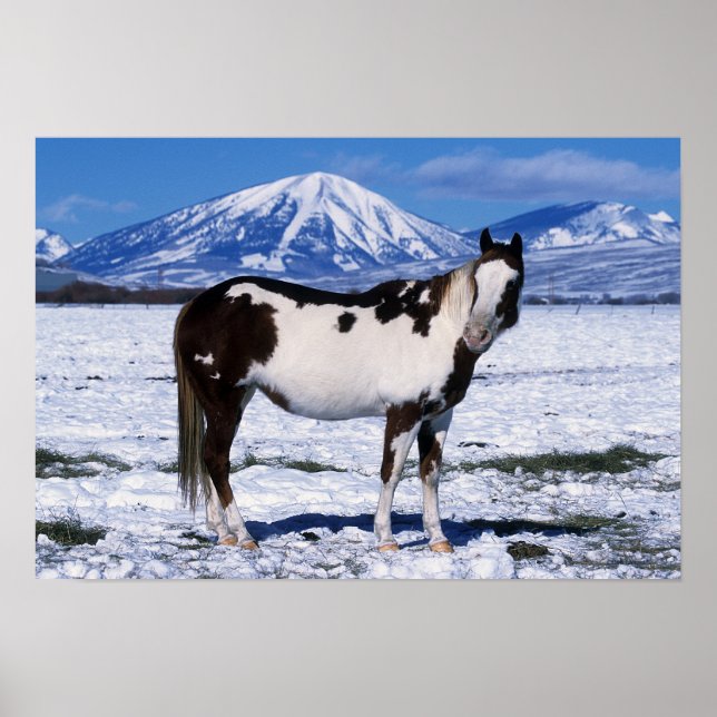 Paint Horse i Snö Poster (Framsidan)