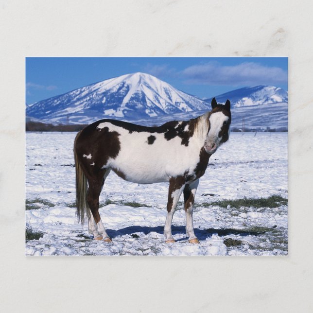 Paint Horse i Snö Vykort (Framsida)