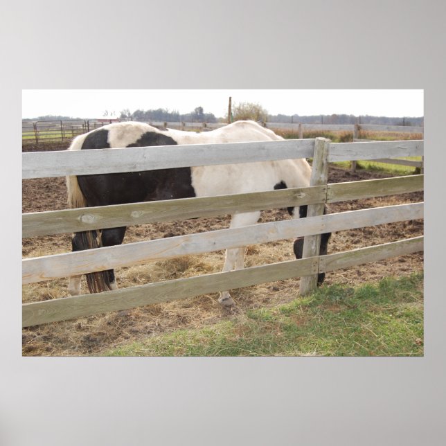 Paint Horse in Corral Poster (Framsidan)