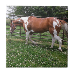 Paint Horse Mare Named Flashy Kakelplatta