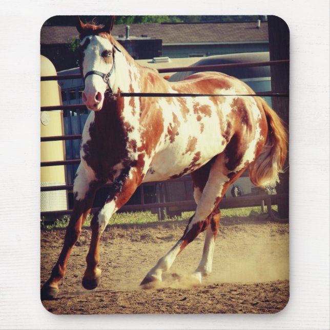 Paint Horse Musmatta (Framsidan)