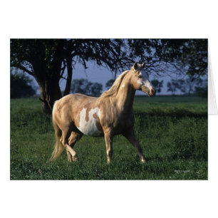 Paint Horse Permanent 2 Hälsningskort