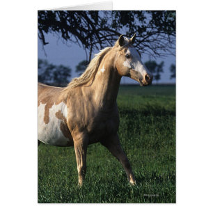 Paint Horse Permanent 2 Hälsningskort